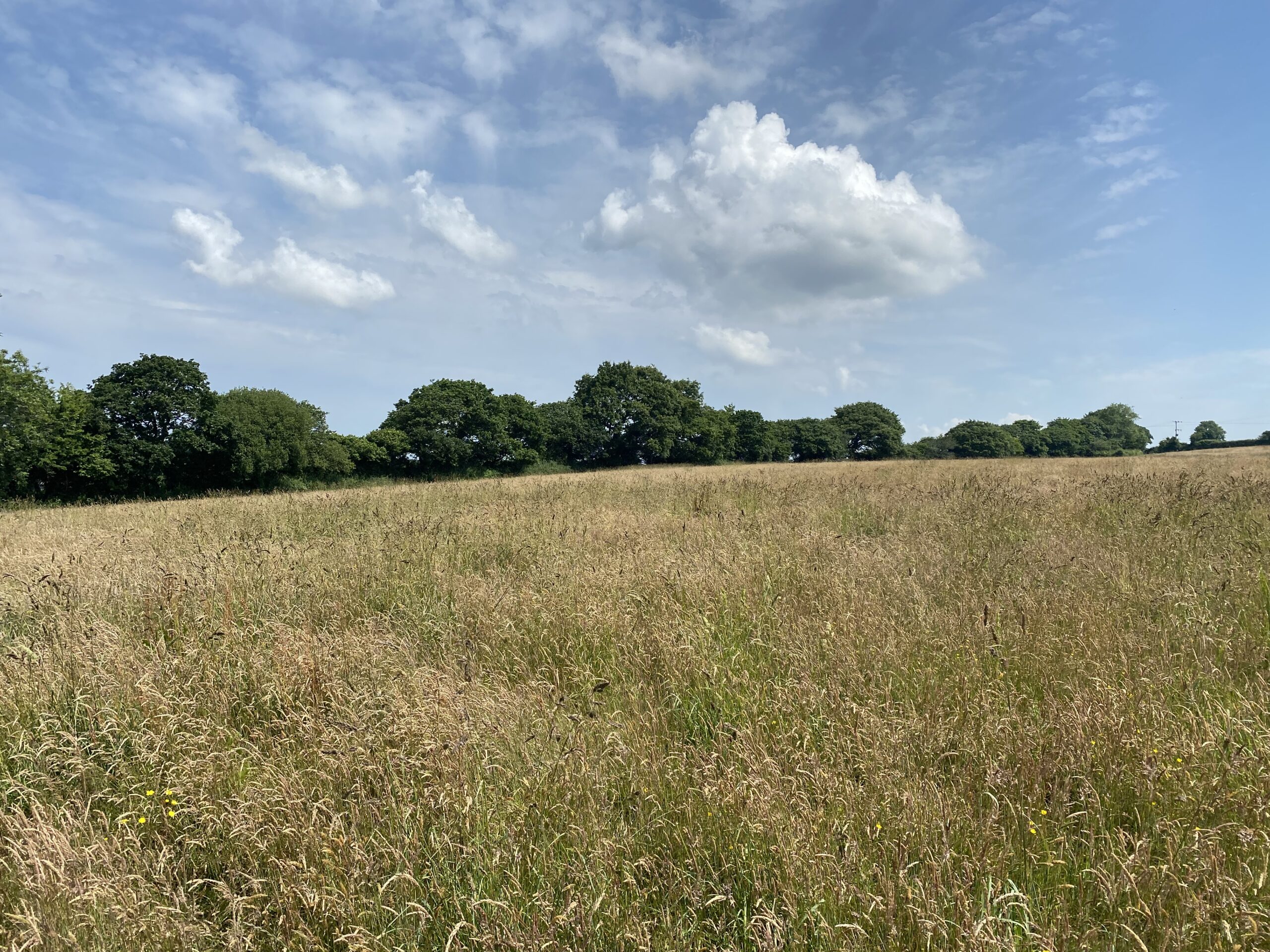 25 Acres Of Grass Lodge Thomas