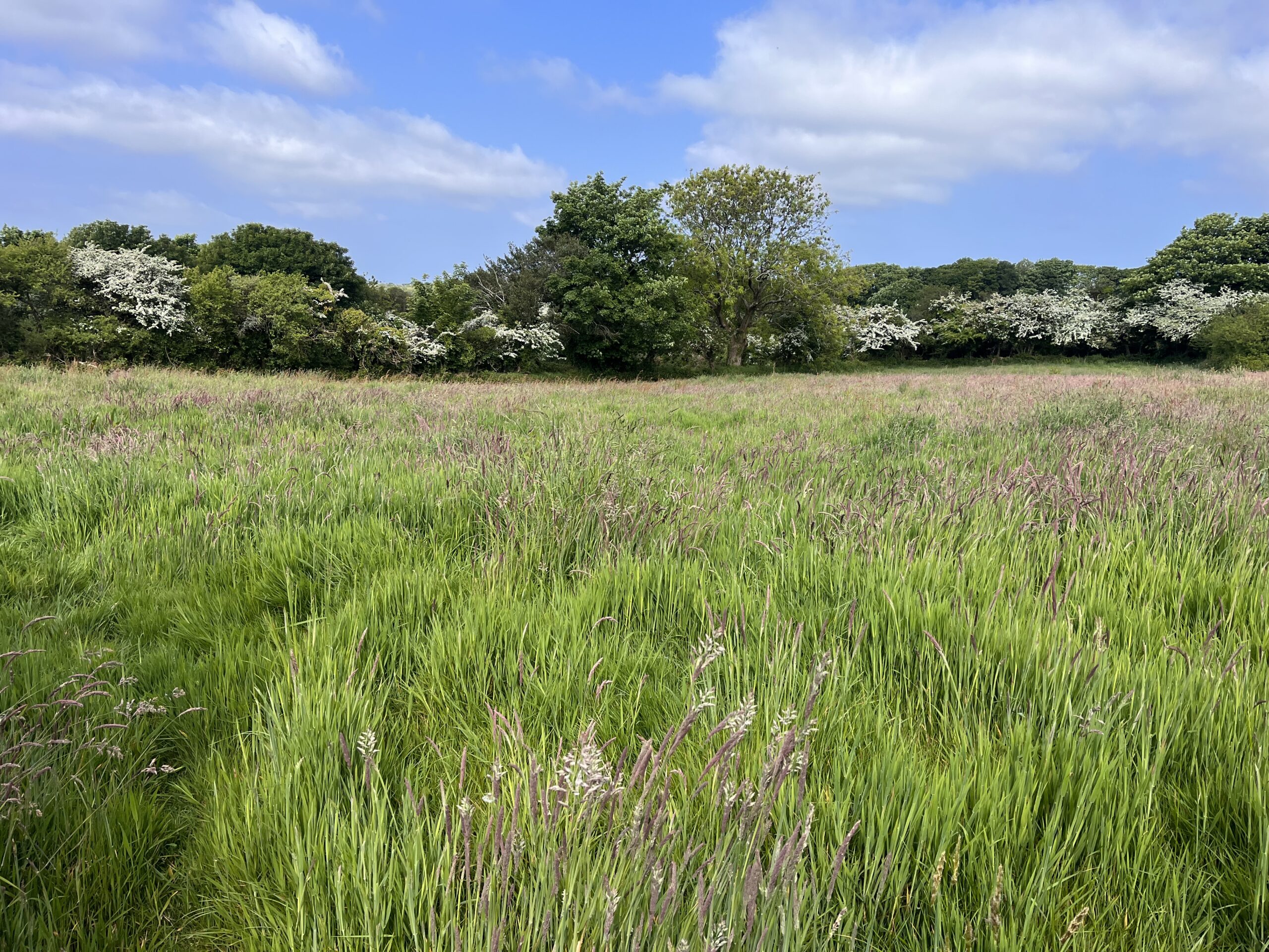 You are currently viewing 7.00 ACRES FOR MOWING – AVAILABLE BY TENDER