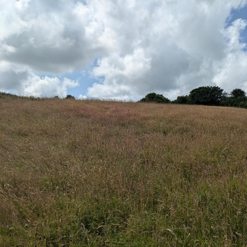 Read more about the article 10.35 ACRES FOR MOWING ONLY – AVAILABLE BY TENDER