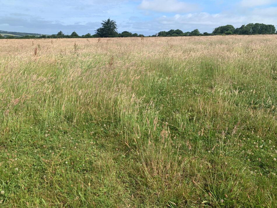 Read more about the article 60.86 ACRES FOR GRAZING AND/OR MOWING FOR A 15 MONTH LICENCE PERIOD – AVAILABLE BY TENDER