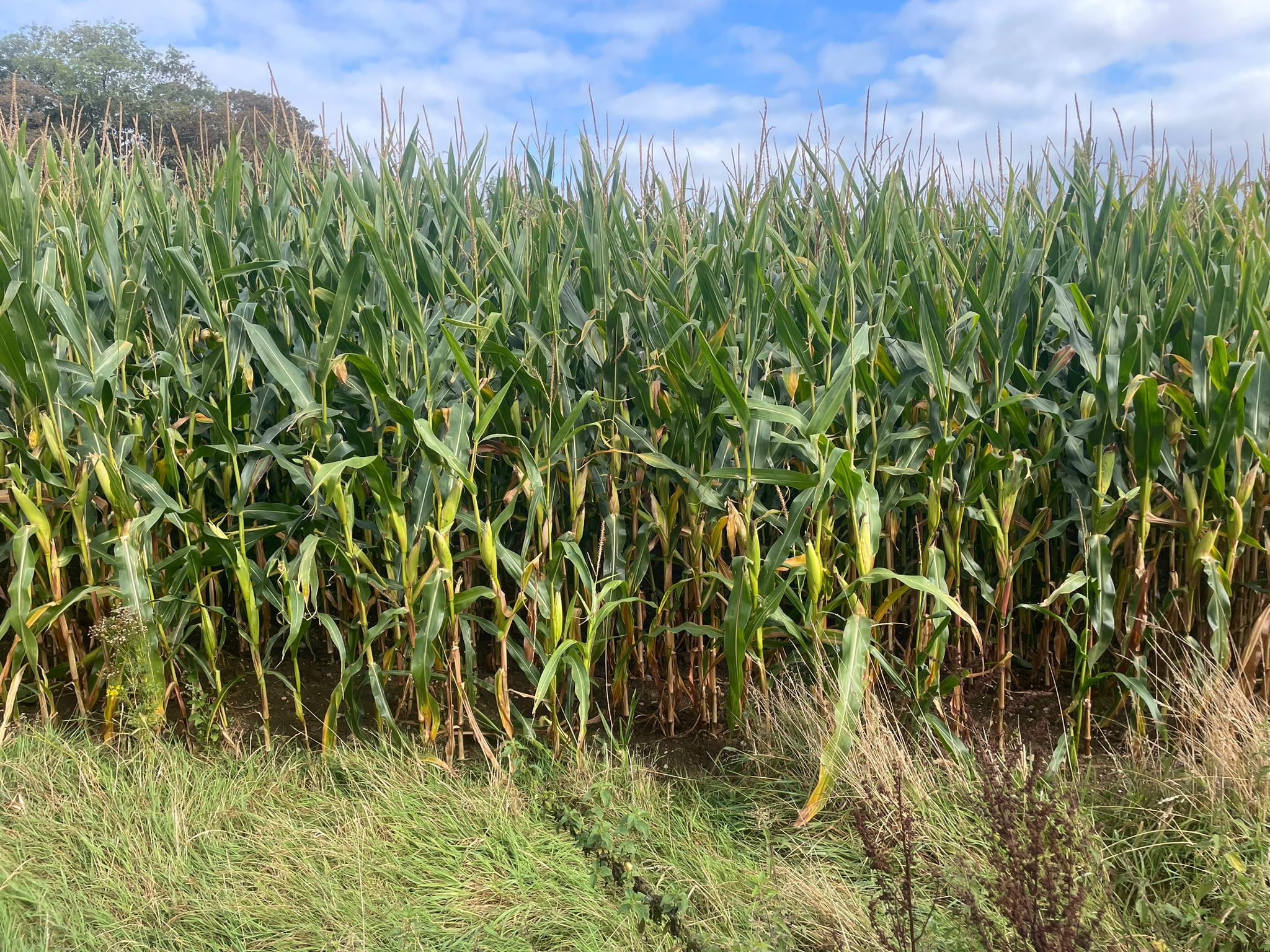 You are currently viewing FOR SALE BY TENDER – 13.64 ACRES OF STANDING FORAGE MAIZE