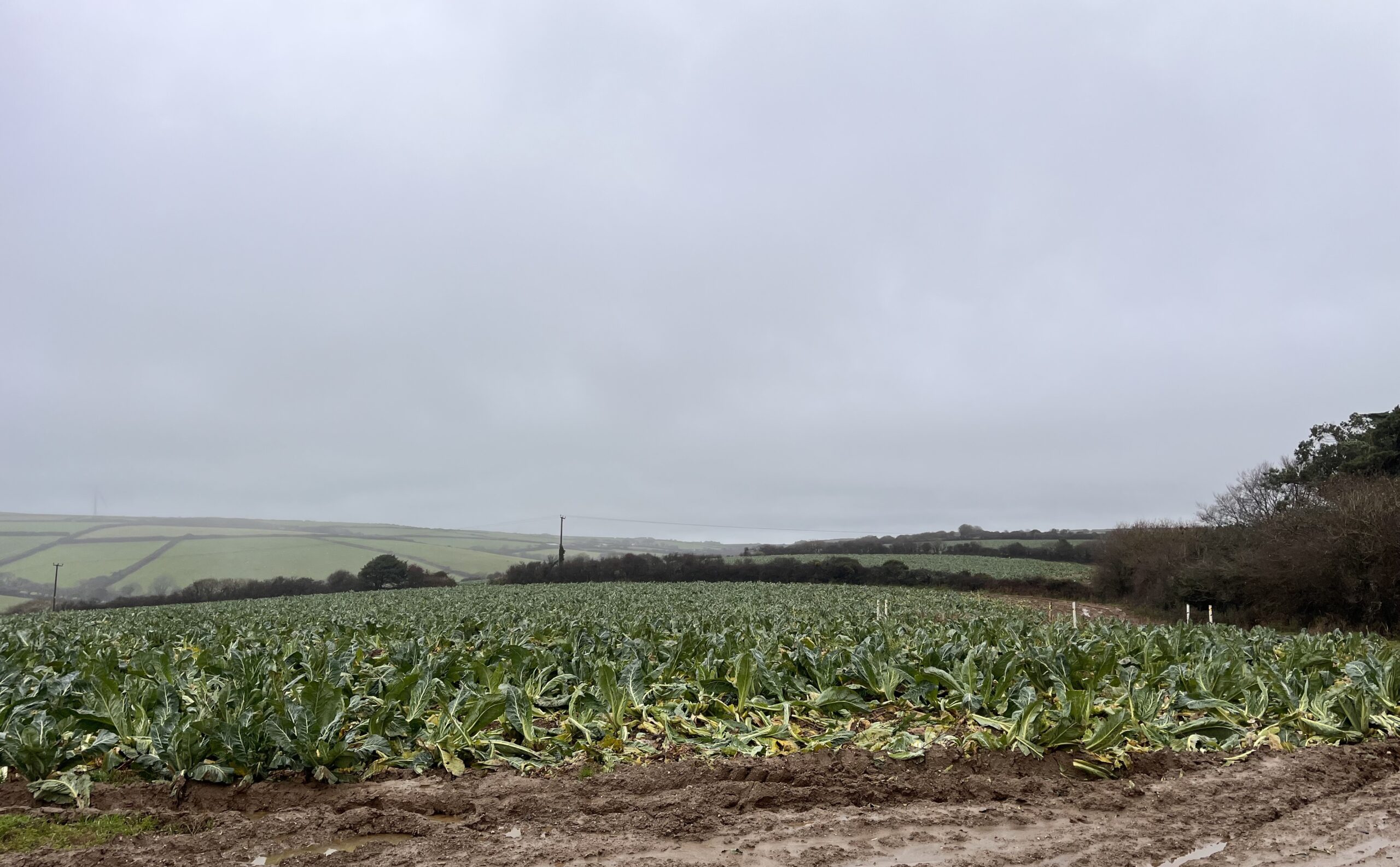 You are currently viewing 52.756 ACRES OF CAULIFLOWER AFTERMATH GRAZING – AVAILABLE ON A SHORT-TERM LICENCE